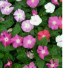 Vinca - ভিনকা